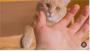 الوقاية من مرض السعار: مواعيد المصل المضاد والجرعات التنشيطية بعد التعرض للعض